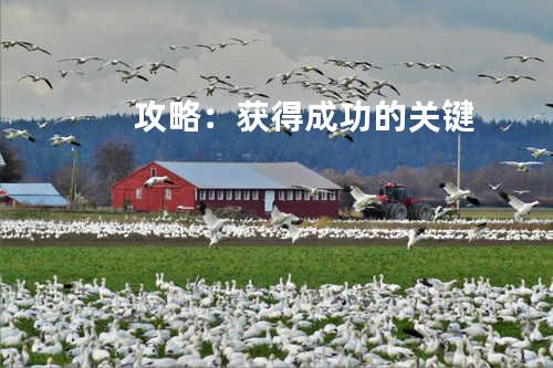 攻略:获得成功的关键