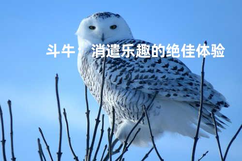 斗牛：消遣乐趣的绝佳体验