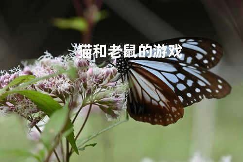 猫和老鼠的游戏
